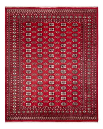 Afghan Rug - Bukhara - 307 x 247 cm - red
