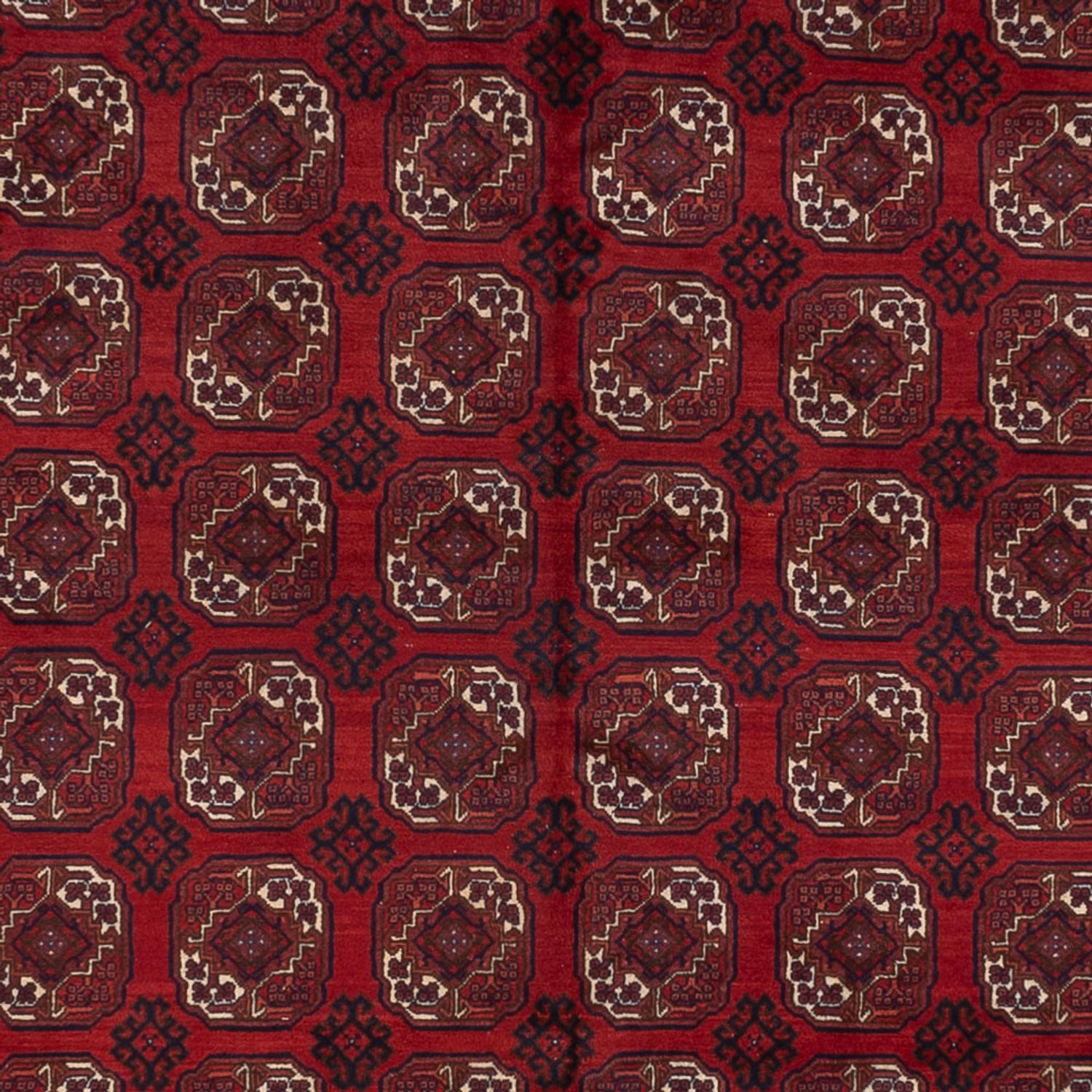 Afghan Rug - Bukhara - 334 x 252 cm - dark red